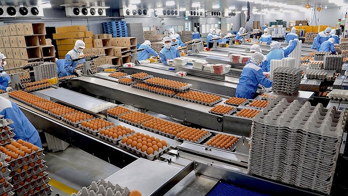 Commercial Layer Poultry Farm Investment Prospectus in Aceh Besar