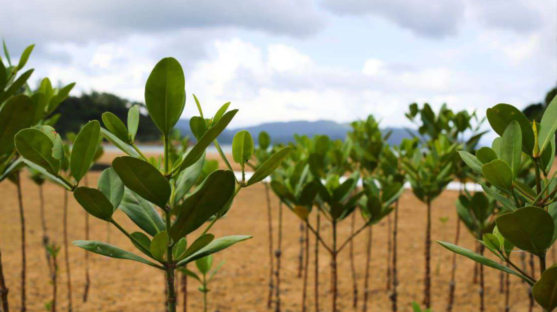 Exploring Sustainable Mangrove Investment Opportunities in Aceh Tamiang