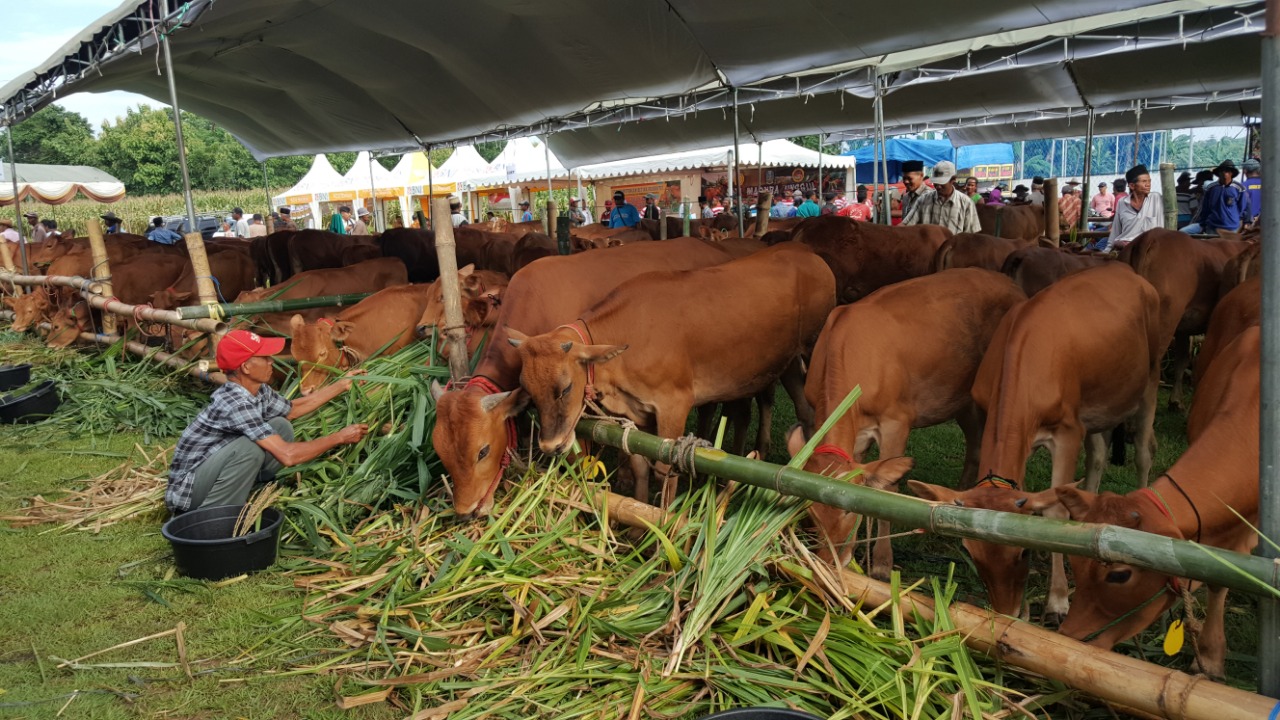 Peluang Aceh jadi Pusat Peternakan Sapi di Sumatera
